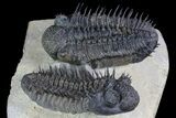 Two Spiny Drotops Armatus Trilobites - Impressive Specimen #85400-2